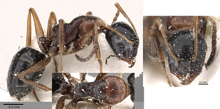 Camponotus kopetdaghensis minor