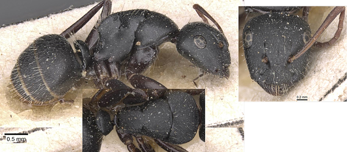 Camponotus libanicus