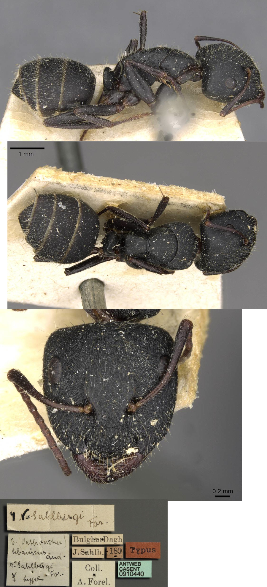 Camponotus libanicus minor