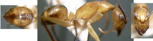 Camponotus liengmei minor