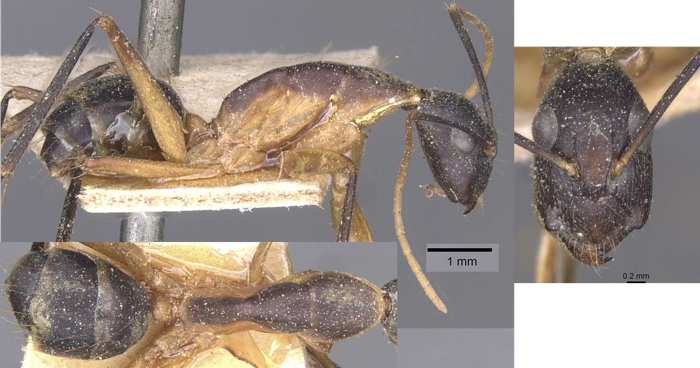 Camponotus liengmei ugandensis