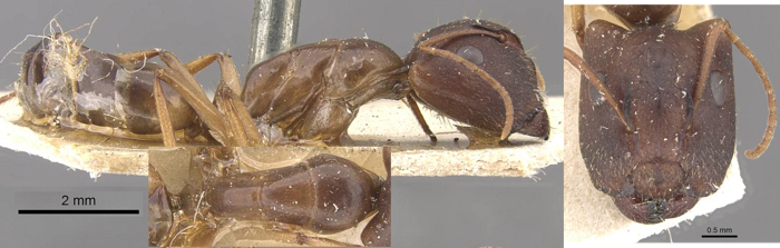 Camponotus cornutus major