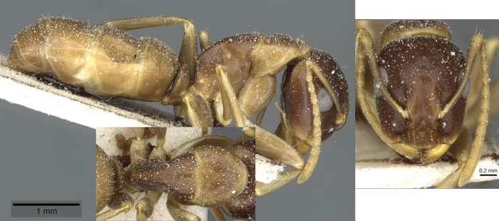 Camponotus limbiventris