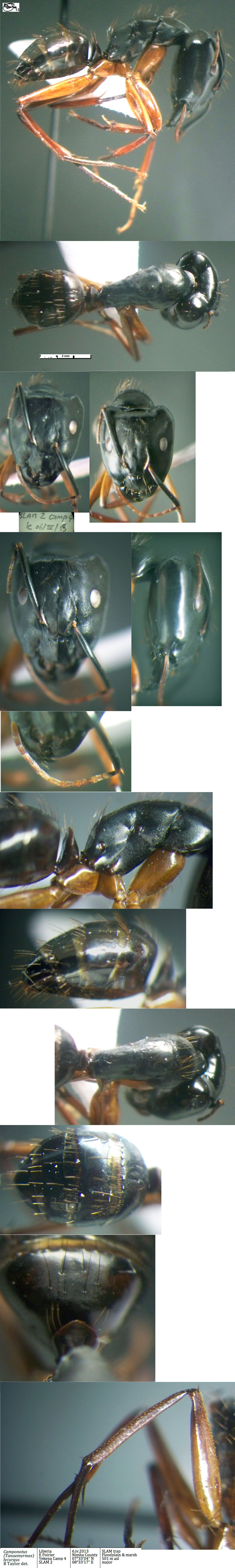 {Camponotus lycurgus major}