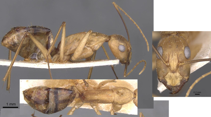 Camponotus maculatus boera