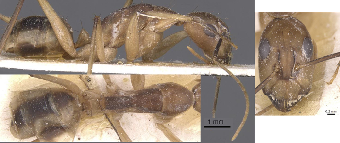 Camponotus maculatus calceatus minor