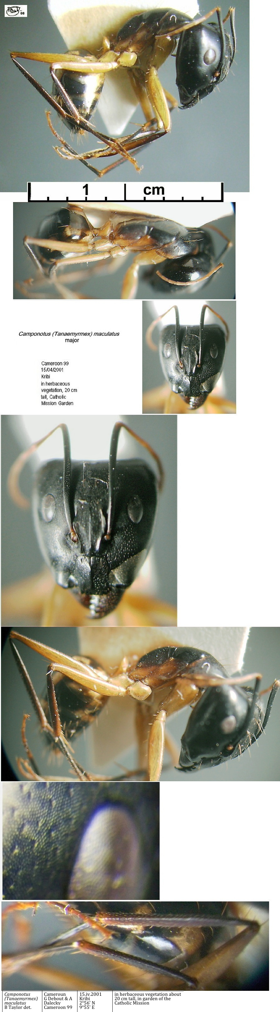 {Camponotus maculatus major Cameroun 99}
