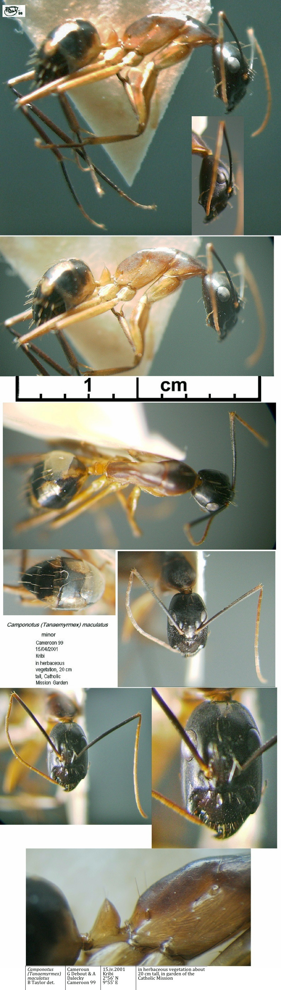 {Camponotus maculatus minor Cameroun 99}