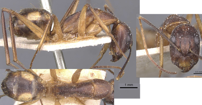 Camponotus hieroglyphicus minor