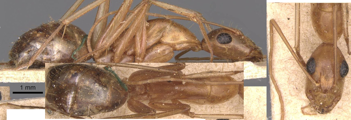 Camponotus maculatus intonsus minor