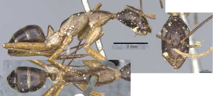 Camponotus lacteipennis