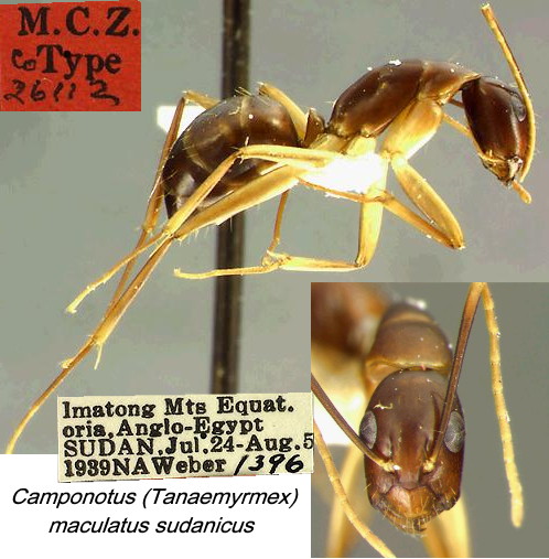 {Camponotus maculatus sudanicus}