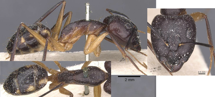Camponotus maculatus thomensis
