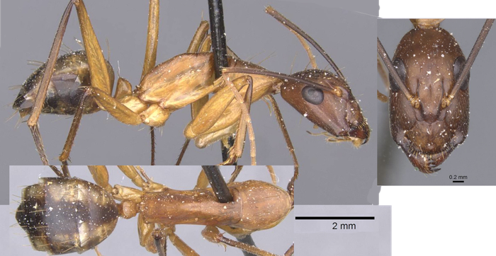 Camponotus maculatus zumpti minor