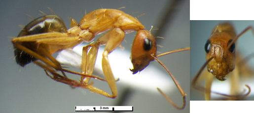 Camponotus maculatus minor