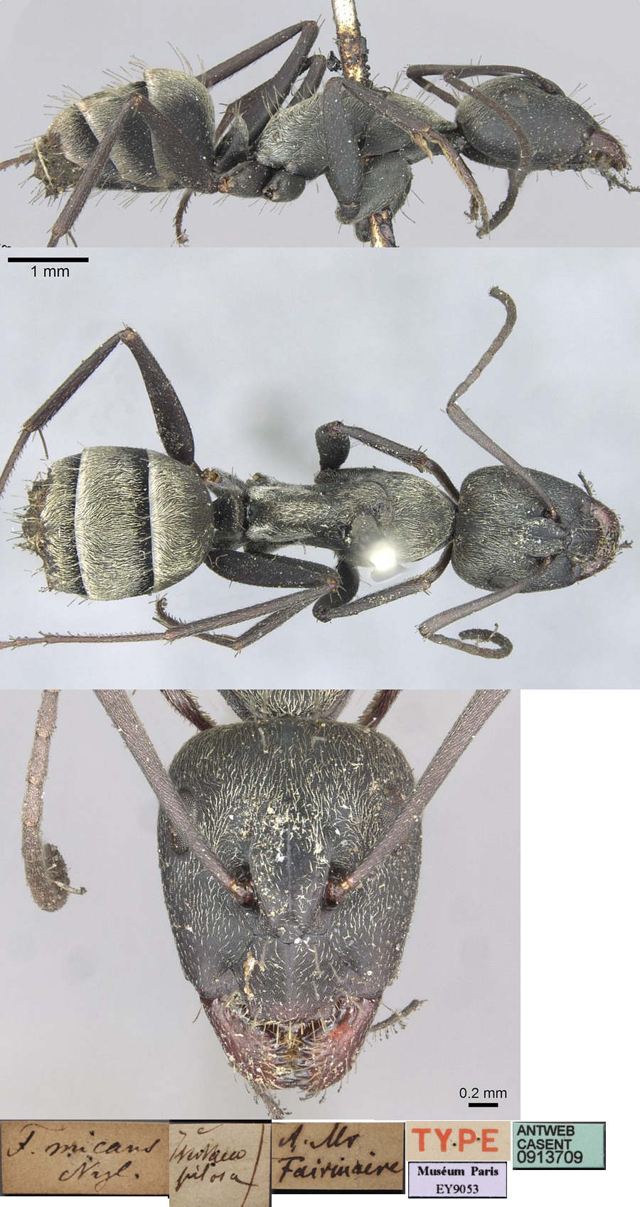 Camponotus micans minor