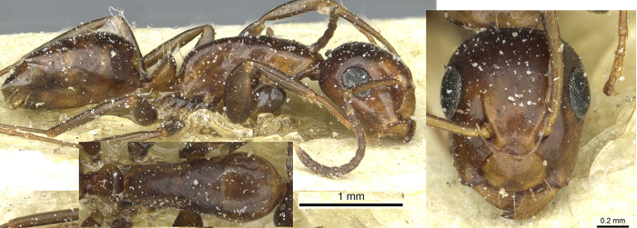 Camponotus moderatus minor