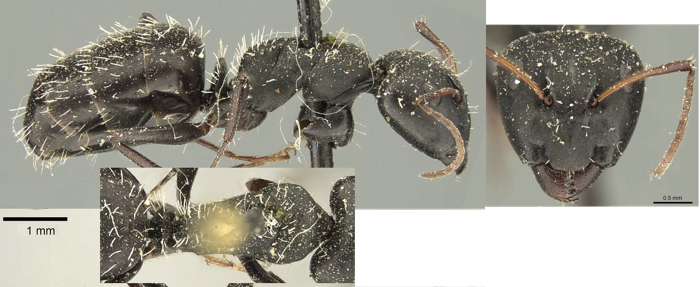 Camponotus niveosetosus major