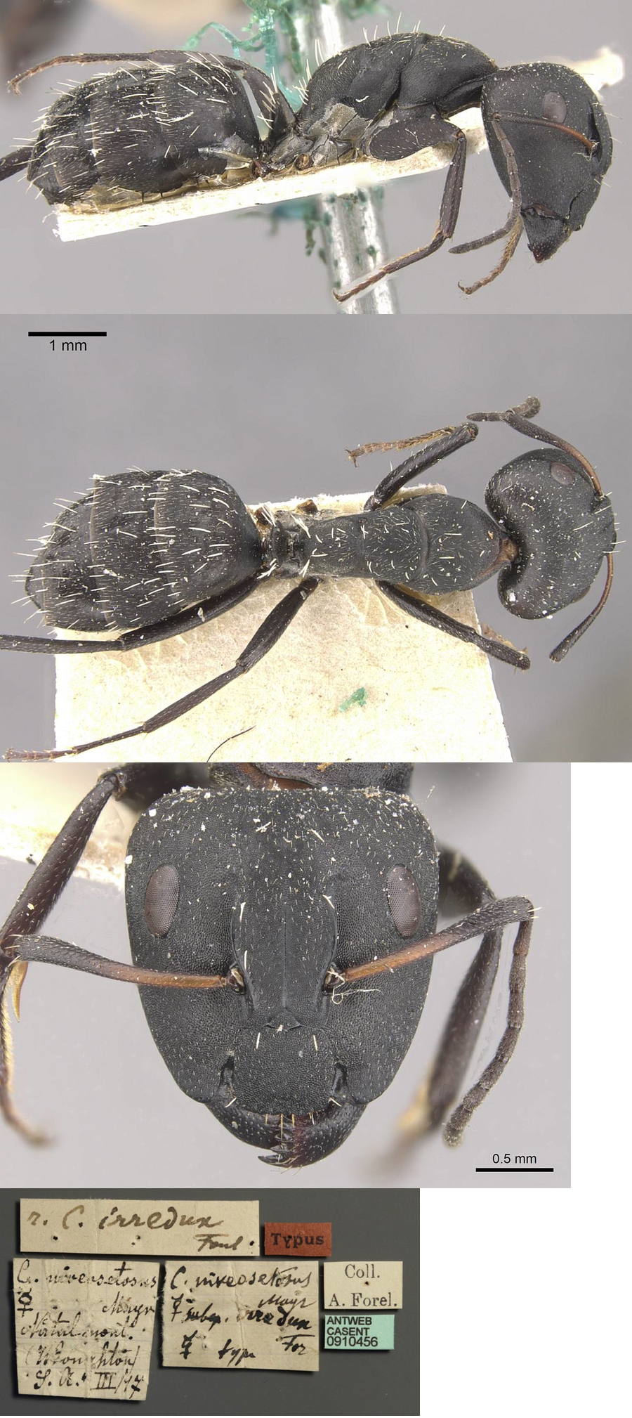 Camponotus niveosetosus irredux major