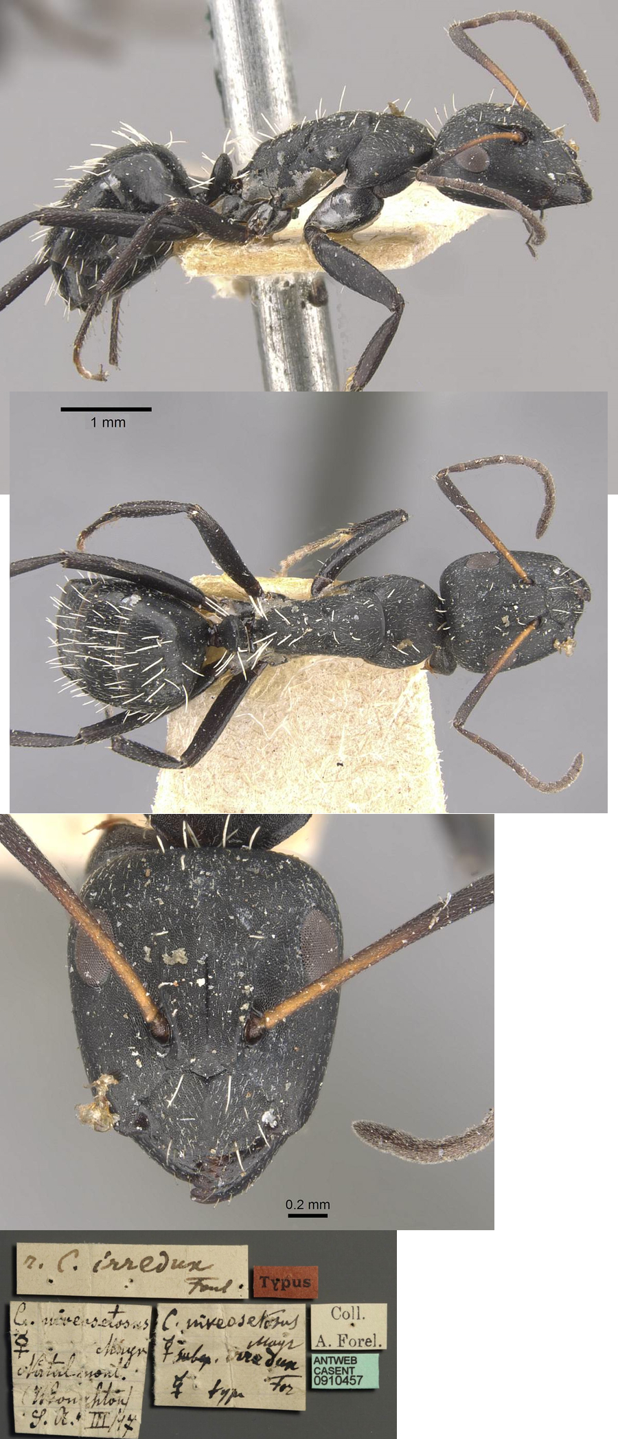 Camponotus niveosetosus irredux minor