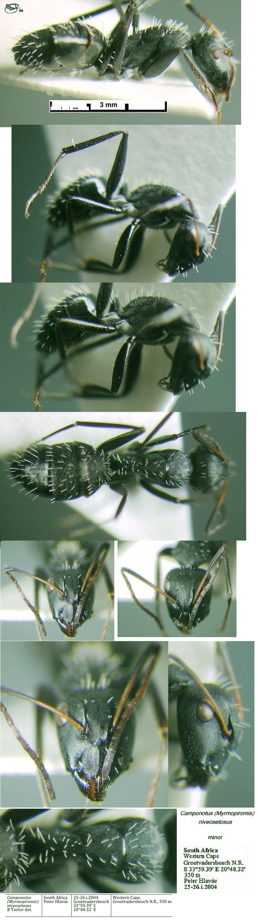 {Camponotus (Myrmipiromis) niveosetosus