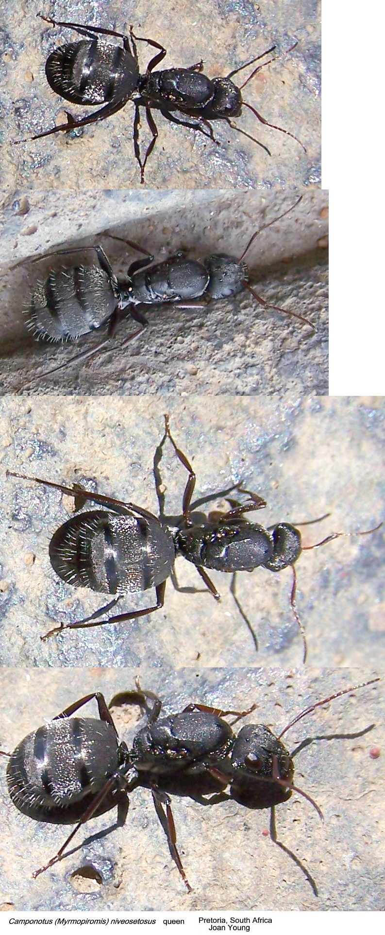 {Camponotus niveosetosus queen}