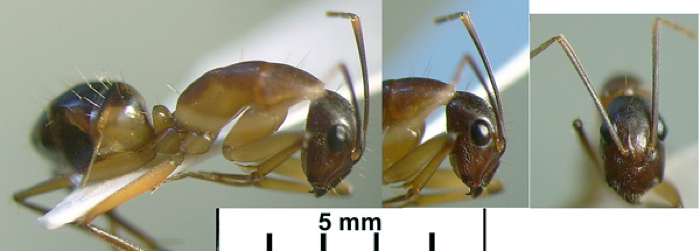 Camponotus nubis minor sudan