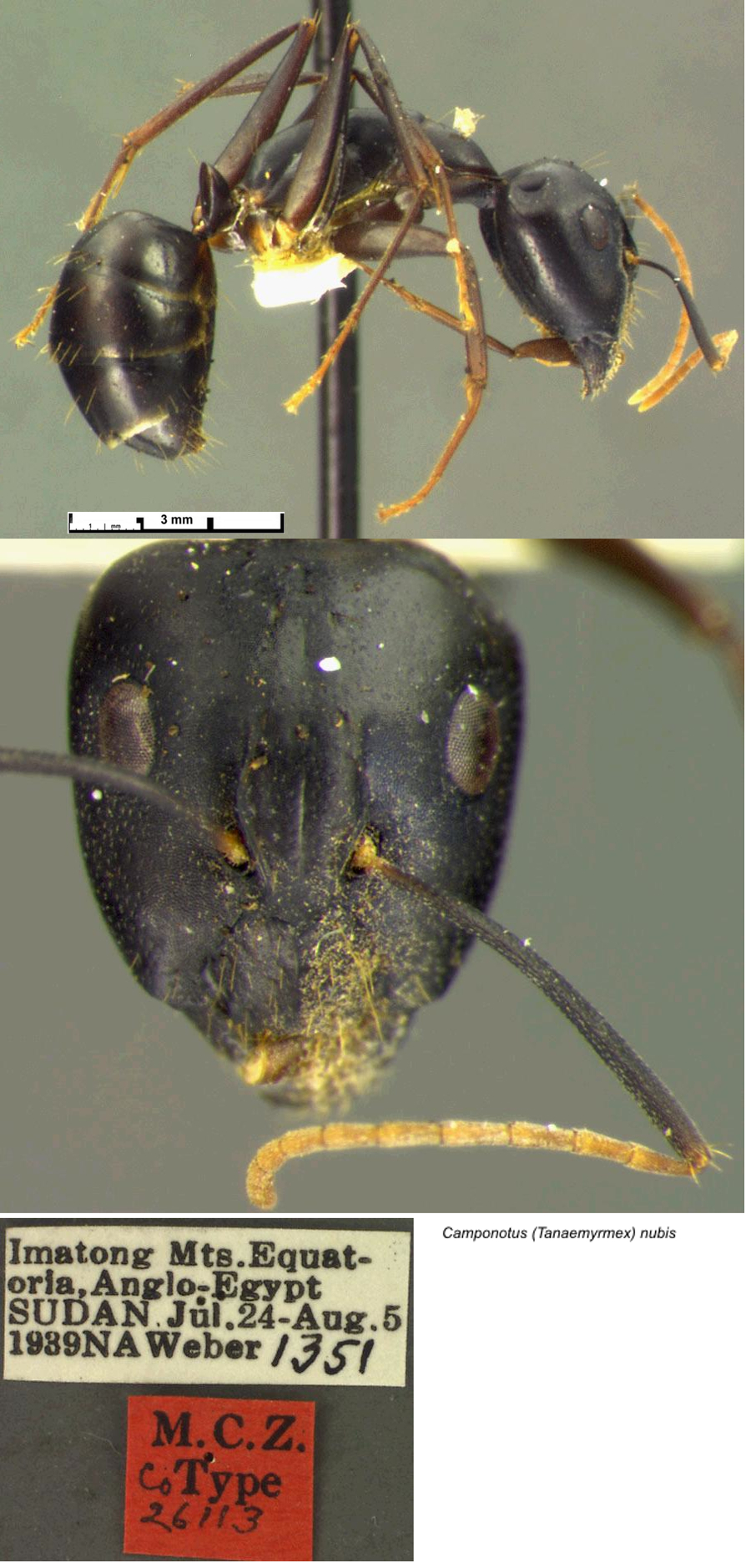 Camponotus nubis major