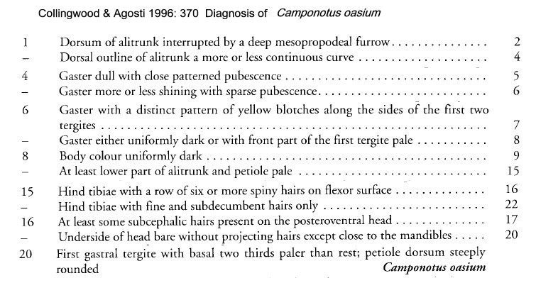 {Camponotus oasium diagnosis}