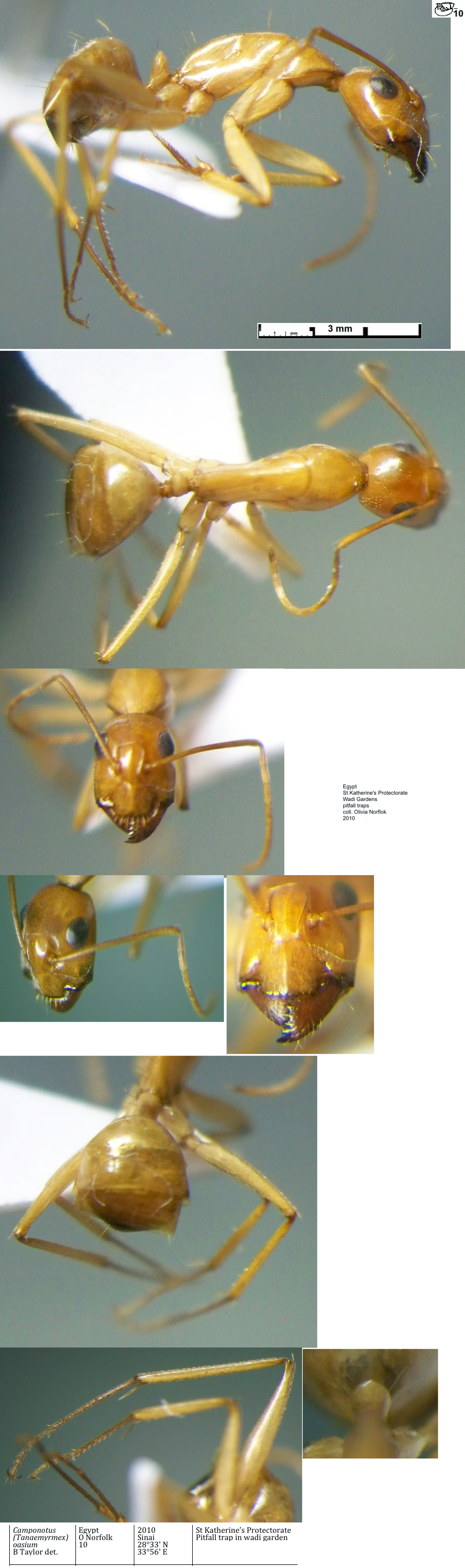 {Camponotus (Tanaemyrmex) oasium minor}