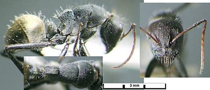 Camponotus obtusus minor