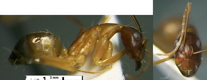 {Camponotus (Tanaemyrmex) occasus minor}