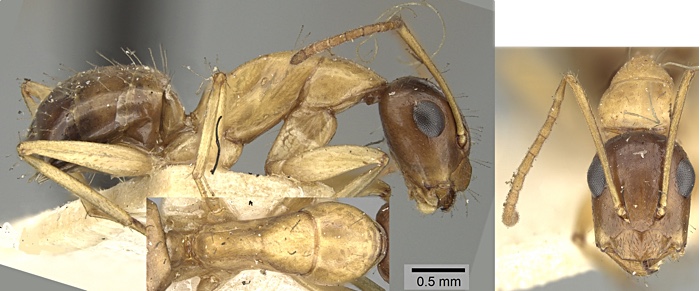 Camponotus oertzeni minor