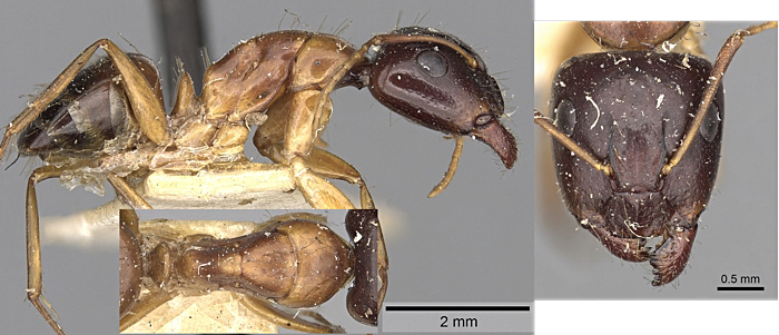 Camponotus oertzeni
