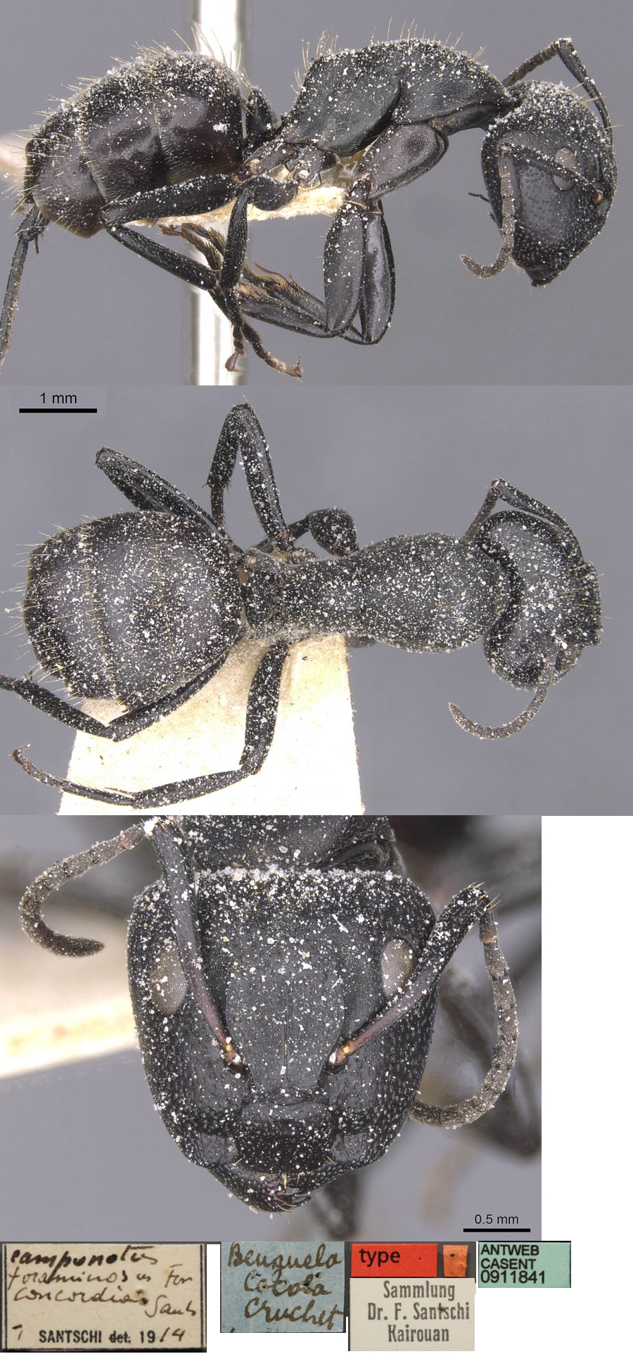 {Camponotus olivieri concordius major}