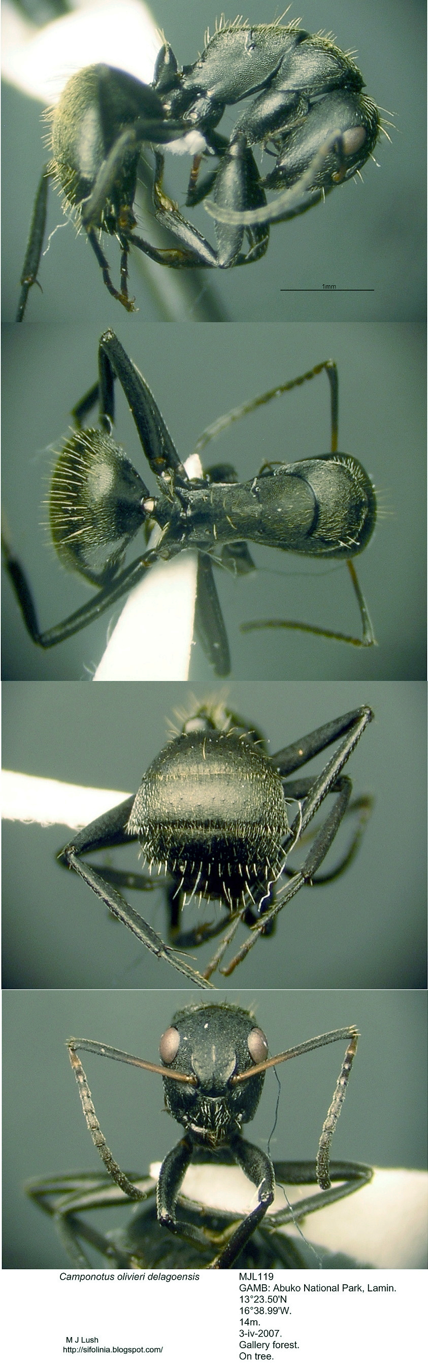 {Camponotus olivieri delagoensis}