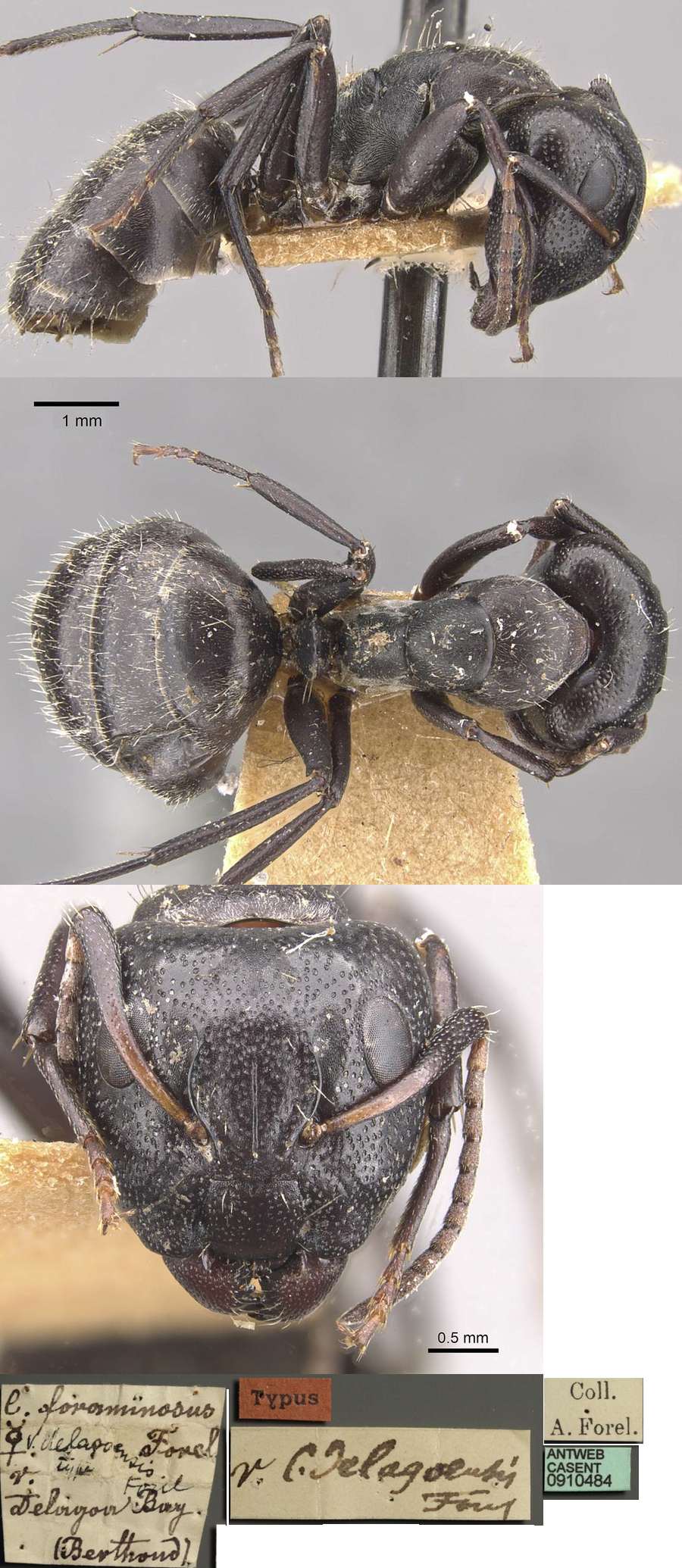 {Camponotus olivieri delagoensis major}