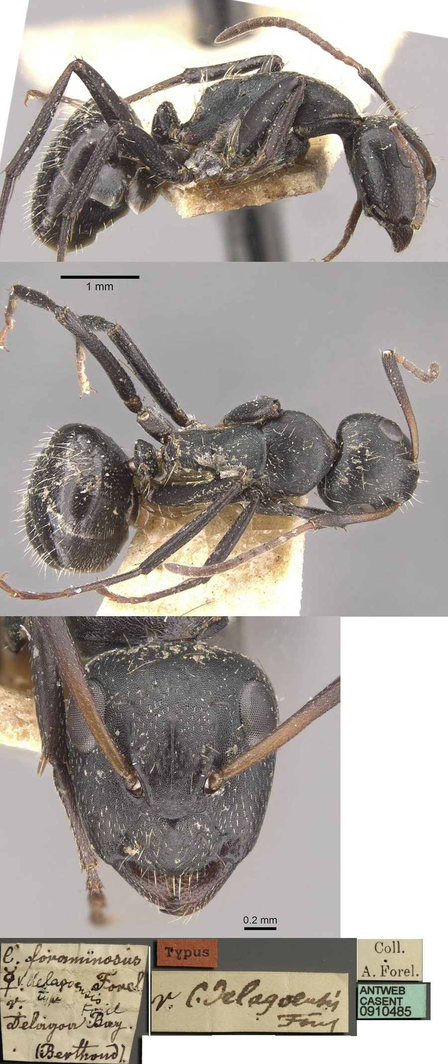 {Camponotus olivieri delagoensis minor}