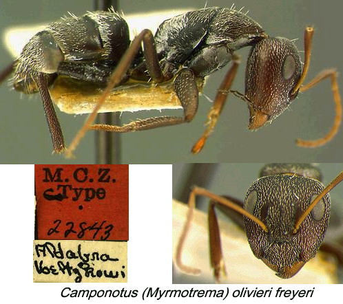 {Camponotus olivieri freyeri}