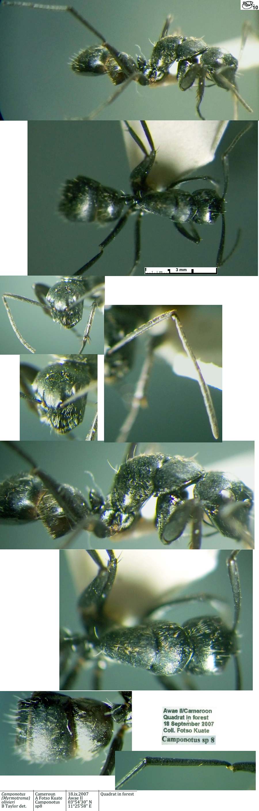 {Camponotus olivieri minor}