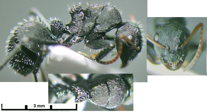 {Camponotus (Orthonotomyrmex nsp major}