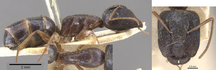 Camponotus ostiarius major