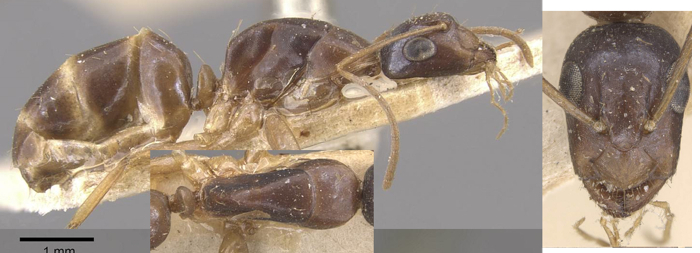Camponotus ostiarius minor