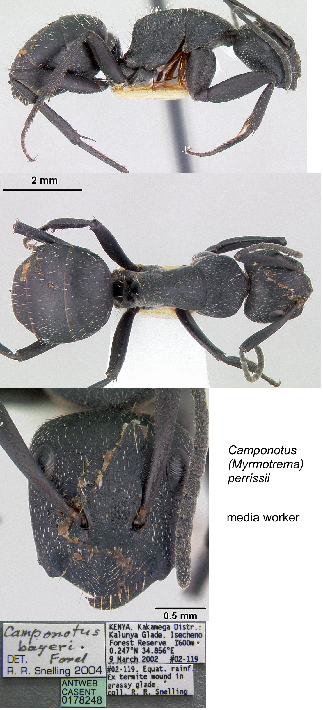 Camponotus perrisii minor