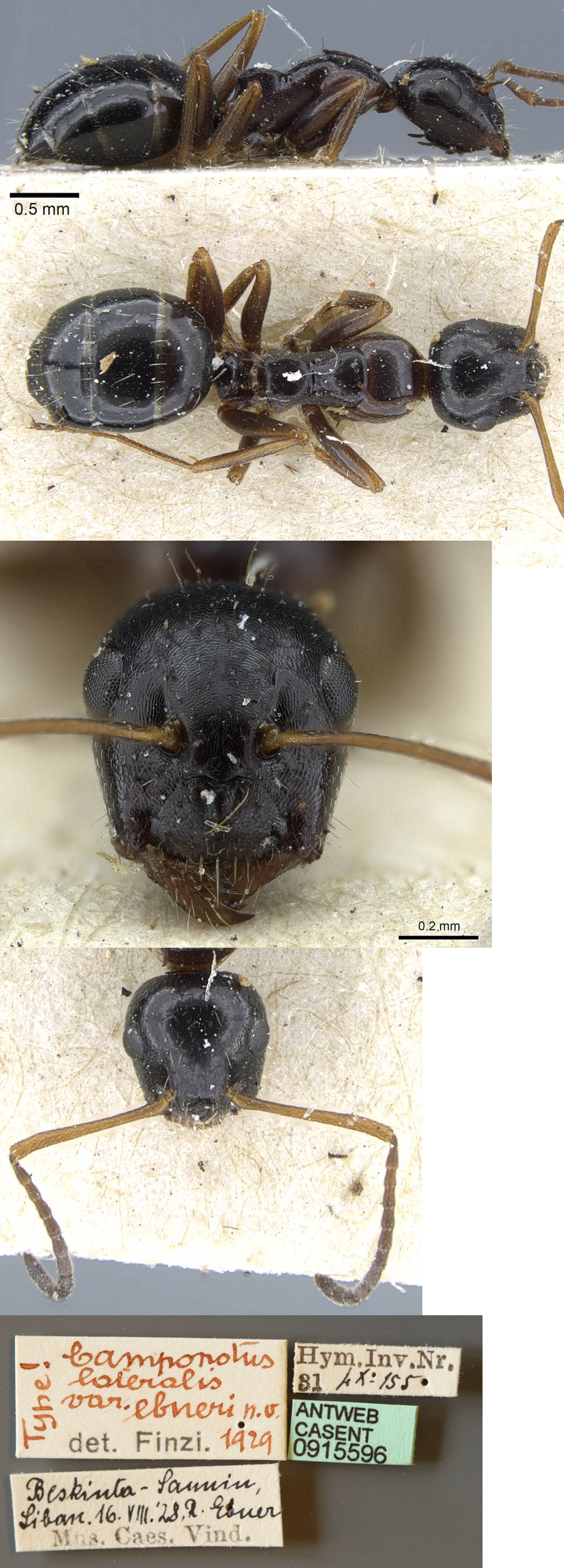 Camponotus piceus ebeninus minor