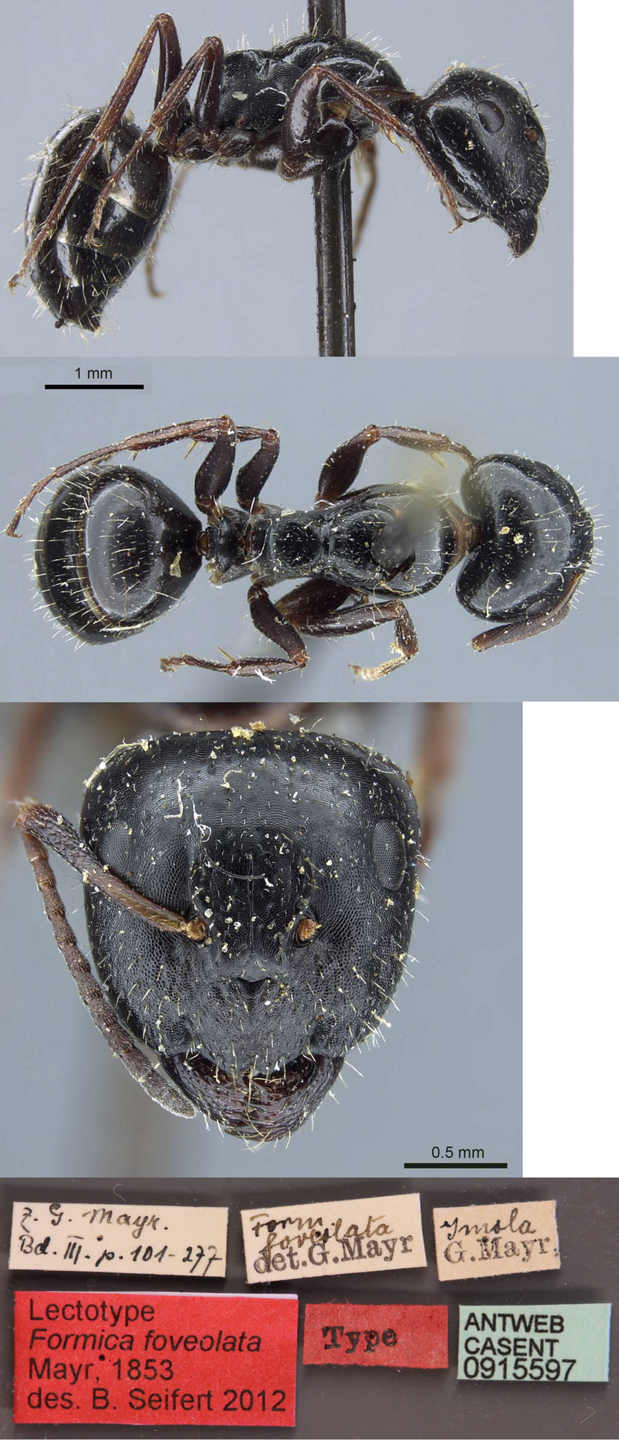 Camponotus piceus foveolatus major