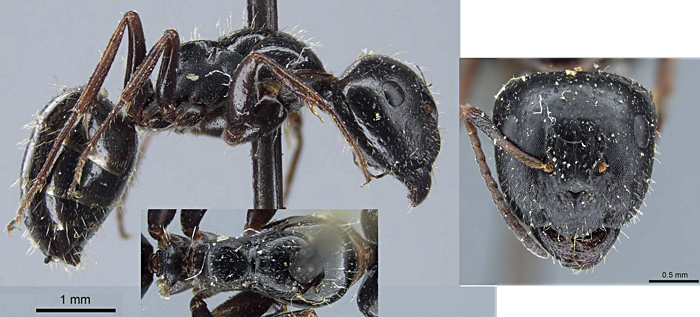 Camponotus piceus foveolatus minor