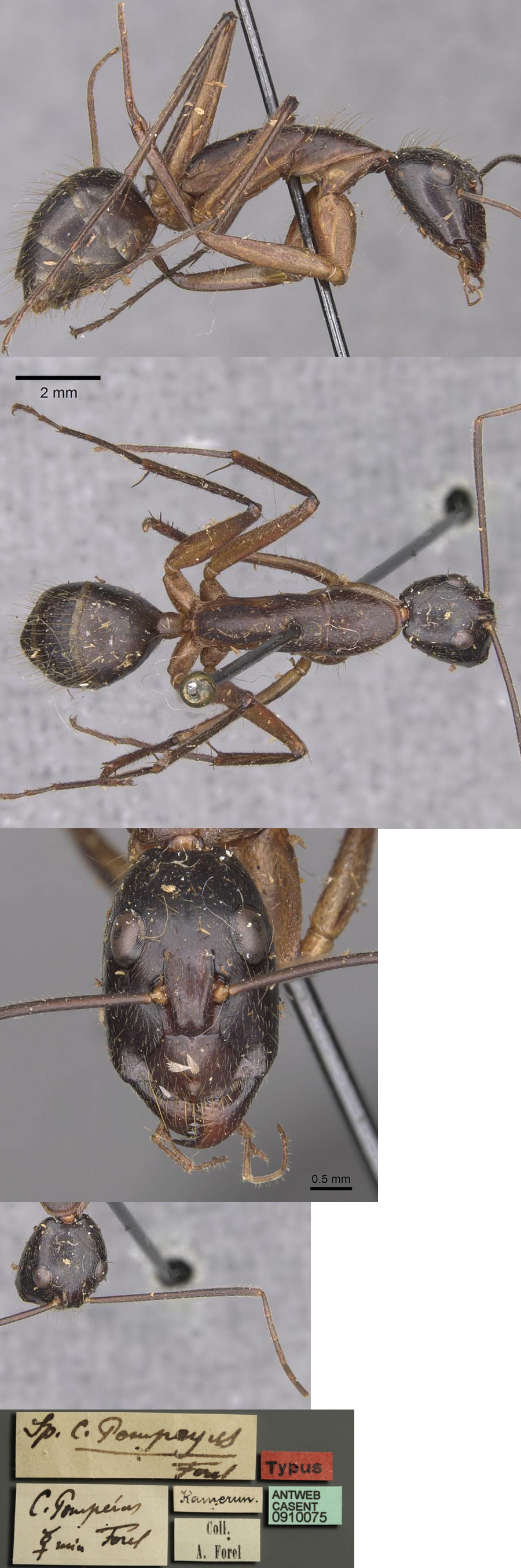 Camponotus pompeius minor