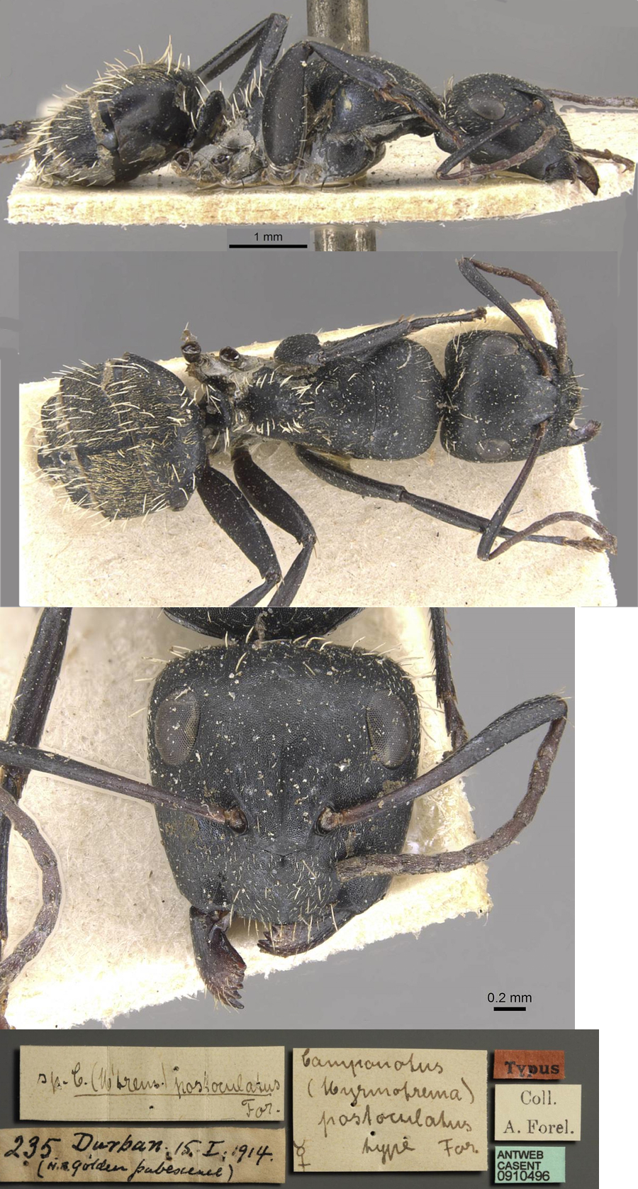 {Camponotus postoculatus major}