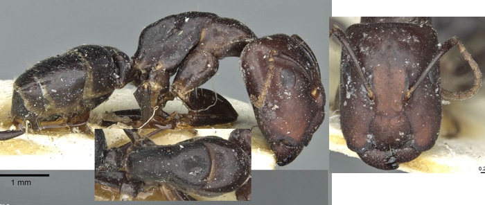 Camponotus prosulcatus